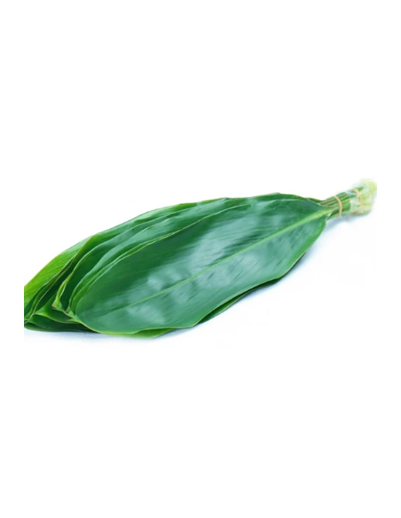Large Green Ti Leaf 10 Stem Bunch - Wholesale Tropical Greens