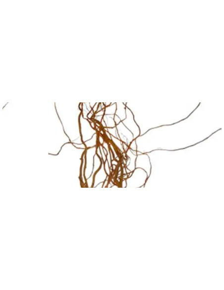 Curly Willow Tips 10 Stem Bunch - Wholesale Branching & Line Foliage