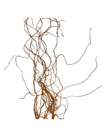 Curly Willow Tips 10 Stem Bunch - Wholesale Branching & Line Foliage