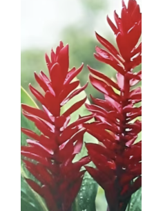 Fresh Red Ginger Stems (5 Stem Bunch) | Wholesale Tropicals