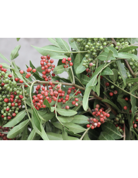 Wholesale Brazilian Pepperberry Bunches fresh for weddings and events