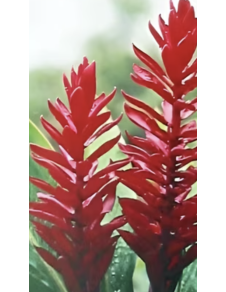 Fresh Red Ginger Stems (5 Stem Bunch) | Wholesale Tropicals