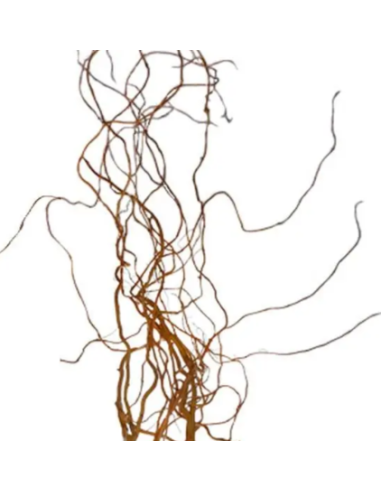 Curly Willow Tips 10 Stem Bunch - Wholesale Branching & Line Foliage
