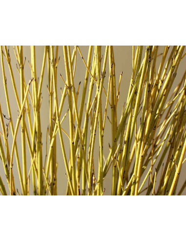 Yellow Short Dogwood 10 Stem Bunch - Wholesale Branching Foliage