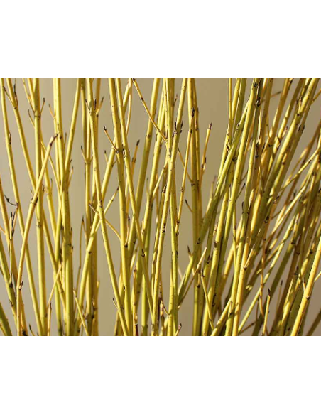 Yellow Short Dogwood 10 Stem Bunch - Wholesale Branching Foliage