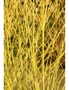 Yellow Short Dogwood 10 Stem Bunch - Wholesale Branching Foliage 2