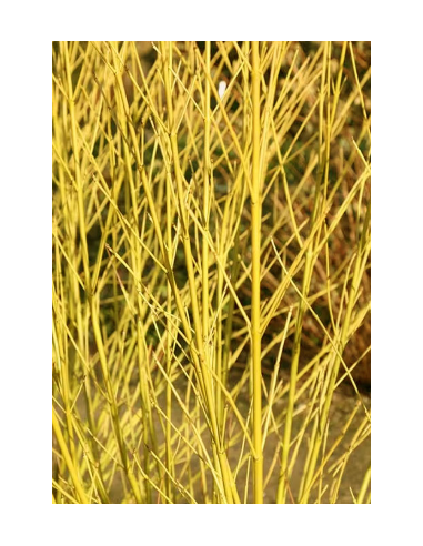 Yellow Short Dogwood 10 Stem Bunch - Wholesale Branching Foliage
