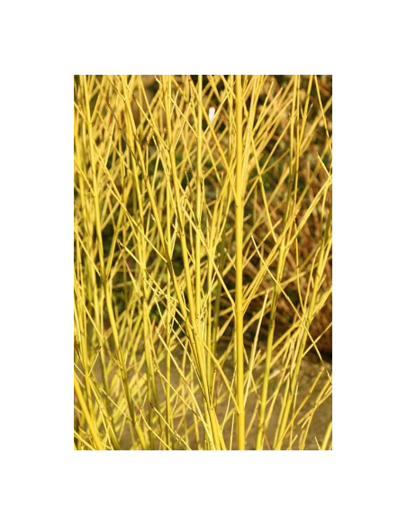 Yellow Short Dogwood 10 Stem Bunch - Wholesale Branching Foliage