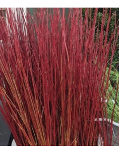 Red Tall Dogwood 10 Stem Bunch - Wholesale Branching Foliage
