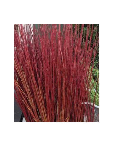 Red Tall Dogwood 10 Stem Bunch - Wholesale Branching Foliage