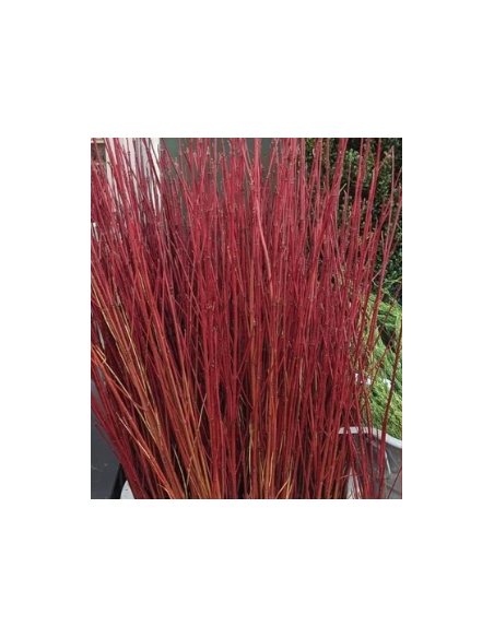 Red Tall Dogwood 10 Stem Bunch - Wholesale Branching Foliage