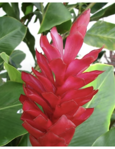 Fresh Red Ginger Stems (5 Stem Bunch) | Wholesale Tropicals 2