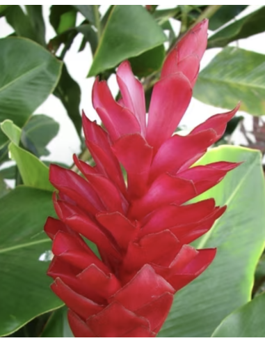 Fresh Red Ginger Stems (5 Stem Bunch) | Wholesale Tropicals