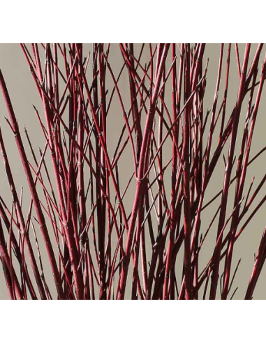 Red Tall Dogwood 10 Stem Bunch - Wholesale Branching Foliage