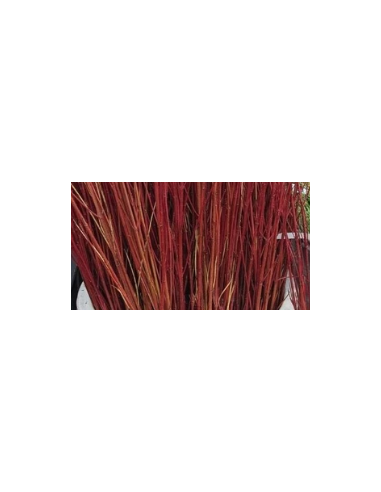 Red Tall Dogwood 10 Stem Bunch - Wholesale Branching Foliage