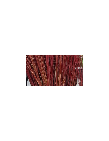 Red Tall Dogwood 10 Stem Bunch - Wholesale Branching Foliage