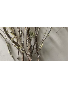 Lichen Covered Branches 6' Tall 5 Stem Bunch - Wholesale Branching