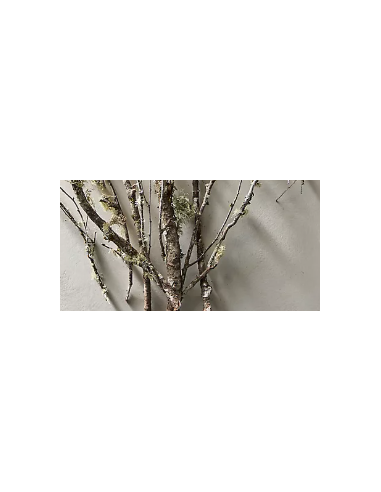 Lichen Covered Branches 6' Tall 5 Stem Bunch - Wholesale Branching