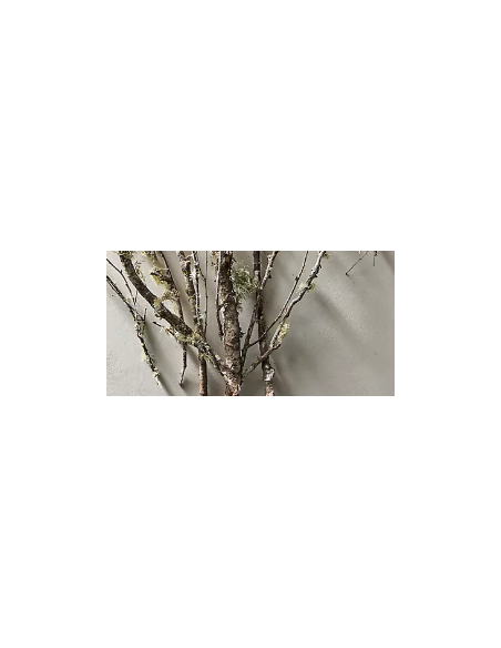 Lichen Covered Branches 6' Tall 5 Stem Bunch - Wholesale Branching