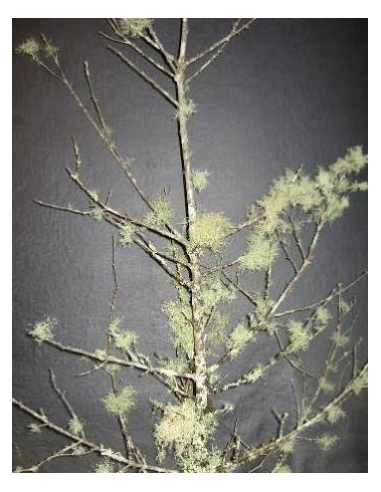 Lichen Covered Branches 6' Tall 5 Stem Bunch - Wholesale Branching