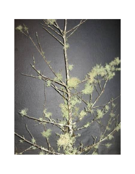 Lichen Covered Branches 6' Tall 5 Stem Bunch - Wholesale Branching