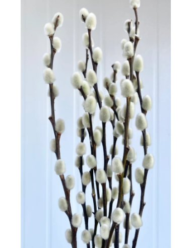 French Tall Pussywillow 10 Stem Bunch - Wholesale Branching Foliage