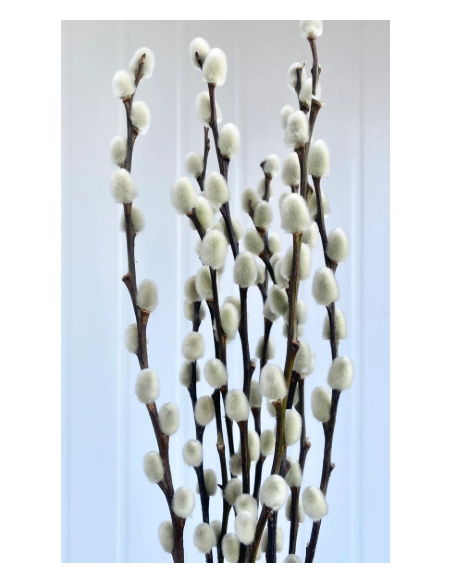 French Tall Pussywillow 10 Stem Bunch - Wholesale Branching Foliage