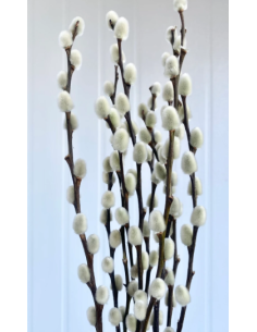 French Medium Pussywillow 10 Stem Bunch - Wholesale Branching Foliage