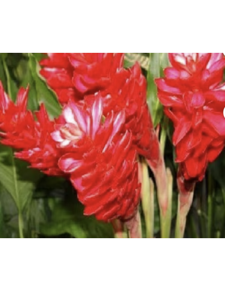 Fresh Red Ginger Stems (5 Stem Bunch) | Wholesale Tropicals