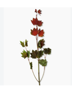Vine Maple 10 Stem Bunch - Wholesale Branching & Line Foliage