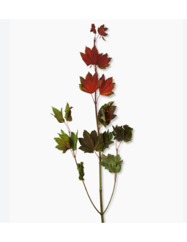 Vine Maple 10 Stem Bunch - Wholesale Branching & Line Foliage