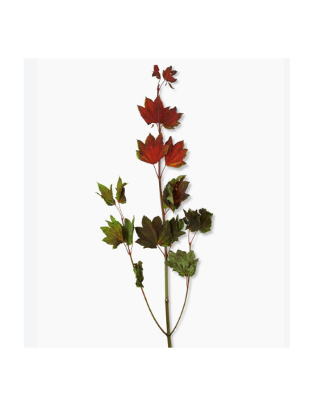 Vine Maple 10 Stem Bunch - Wholesale Branching & Line Foliage