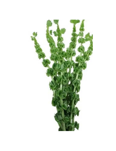 Bells of Ireland 10 Stem Bunch - Wholesale Line Flowers & Foliage