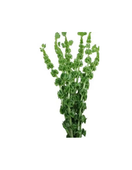 Bells of Ireland 10 Stem Bunch - Wholesale Line Flowers & Foliage