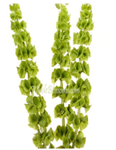 Bells of Ireland 10 Stem Bunch - Wholesale Line Flowers & Foliage 2