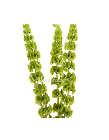 Bells of Ireland 10 Stem Bunch - Wholesale Line Flowers & Foliage