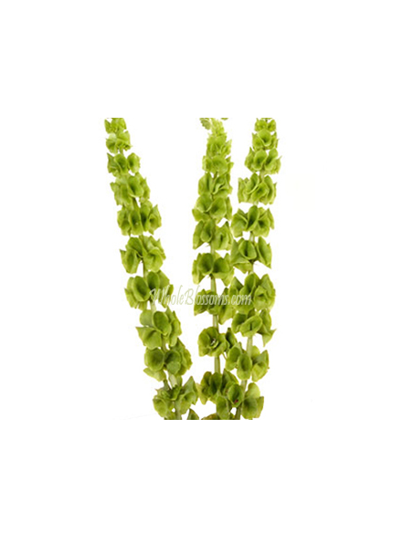 Bells of Ireland 10 Stem Bunch - Wholesale Line Flowers & Foliage