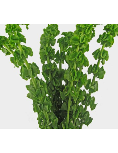 Bells of Ireland 10 Stem Bunch - Wholesale Line Flowers & Foliage