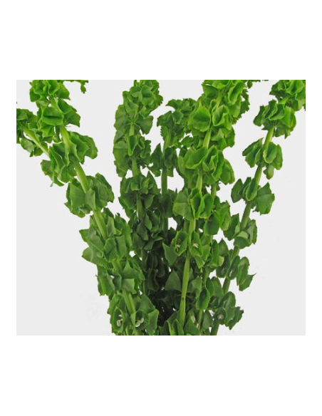 Bells of Ireland 10 Stem Bunch - Wholesale Line Flowers & Foliage