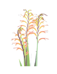 Yellow Tall Crocosmia 10 Stem Bunch - Wholesale Line Flowers