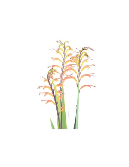 Yellow Tall Crocosmia 10 Stem Bunch - Wholesale Line Flowers