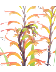 Yellow Tall Crocosmia 10 Stem Bunch - Wholesale Line Flowers 2