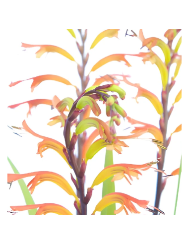 Yellow Tall Crocosmia 10 Stem Bunch - Wholesale Line Flowers