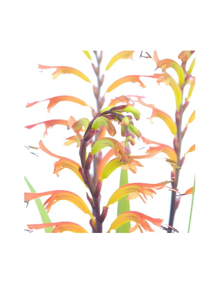 Yellow Tall Crocosmia 10 Stem Bunch - Wholesale Line Flowers
