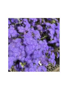Blue Lepto 10 Stem Bunch - Wholesale Specialty Foliage