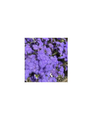 Blue Lepto 10 Stem Bunch - Wholesale Specialty Foliage