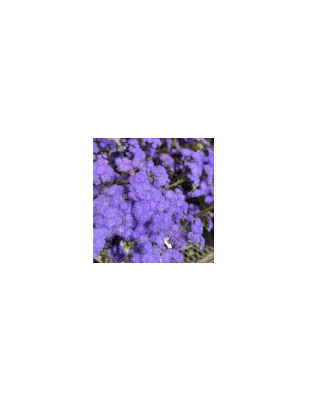 Blue Lepto 10 Stem Bunch - Wholesale Specialty Foliage