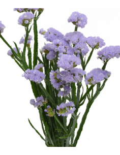 Blue Lepto 10 Stem Bunch - Wholesale Specialty Foliage 2