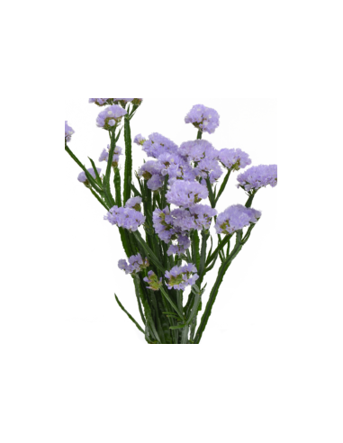 Blue Lepto 10 Stem Bunch - Wholesale Specialty Foliage