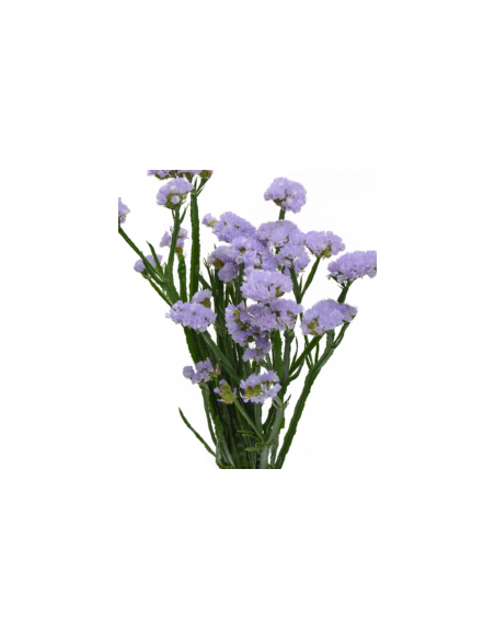 Blue Lepto 10 Stem Bunch - Wholesale Specialty Foliage
